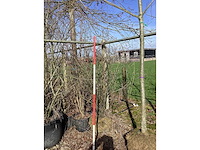 Krentenboom - meerstammige boom - afbeelding 2 van  2