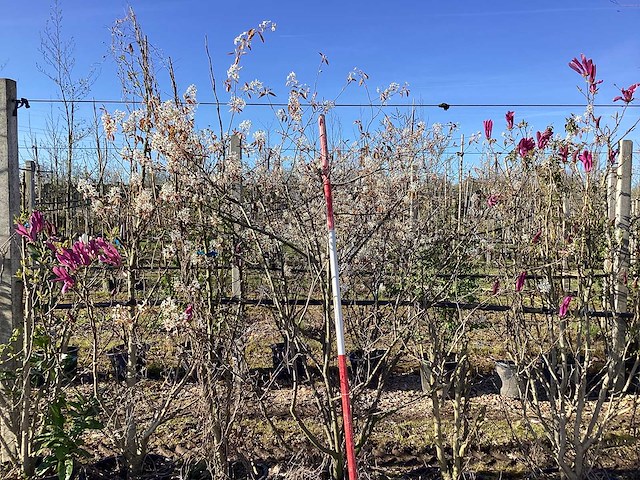 Krentenboom - meerstammige boom - afbeelding 1 van  3