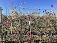 Krentenboom - meerstammige boom - afbeelding 1 van  3