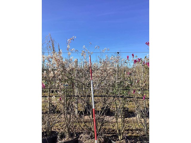 Krentenboom - meerstammige boom - afbeelding 2 van  3