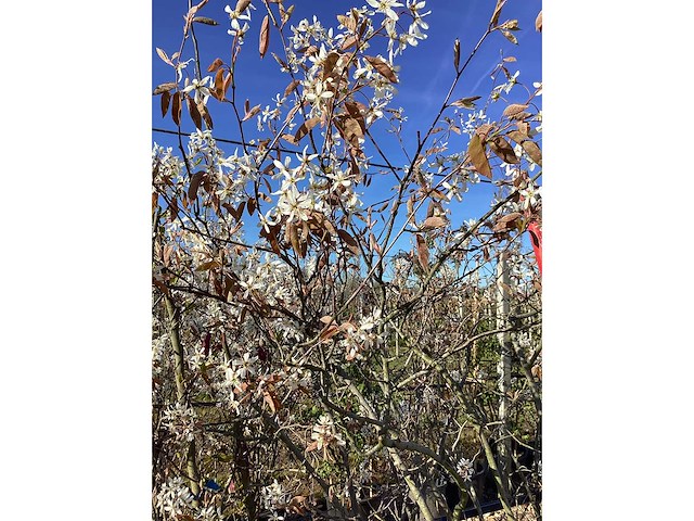 Krentenboom - meerstammige boom - afbeelding 3 van  3