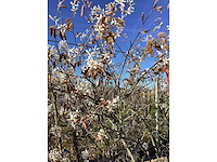 Krentenboom - meerstammige boom - afbeelding 3 van  3