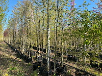 Krentenboom - ornamental tree - afbeelding 1 van  3