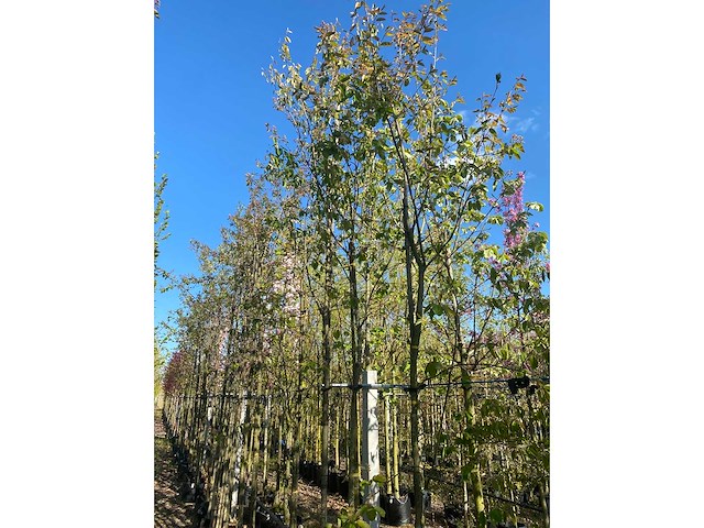Krentenboom - ornamental tree - afbeelding 3 van  3