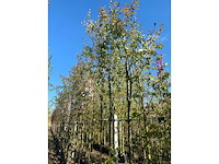 Krentenboom - ornamental tree - afbeelding 3 van  3