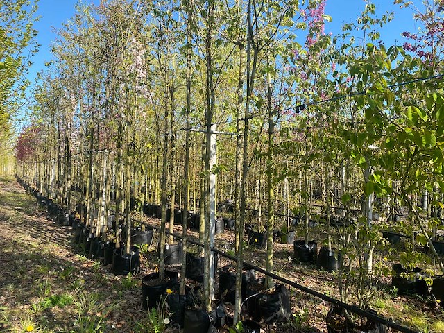 Krentenboom - park tree - afbeelding 1 van  3