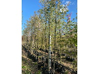 Krentenboom - park tree - afbeelding 2 van  3