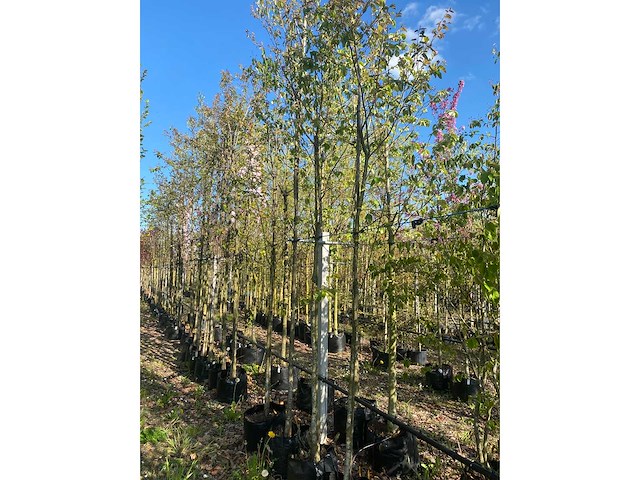 Krentenboom - park tree - afbeelding 2 van  3