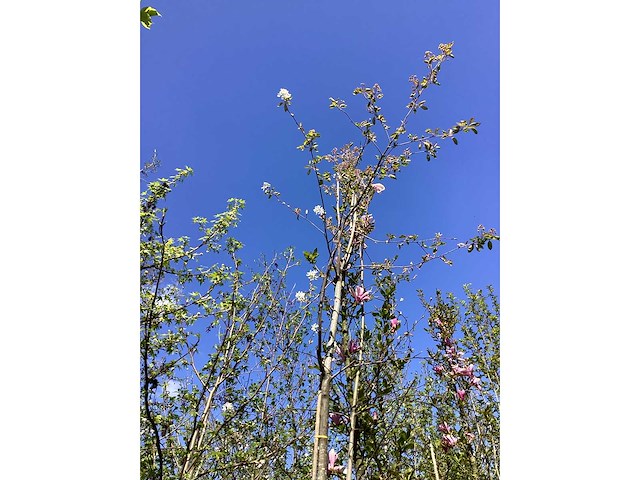 Krentenboom - parkboom - afbeelding 1 van  2