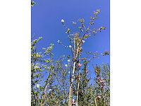 Krentenboom - parkboom - afbeelding 1 van  2