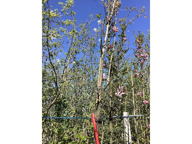 Krentenboom - parkboom - afbeelding 2 van  2