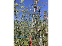 Krentenboom - parkboom - afbeelding 2 van  2