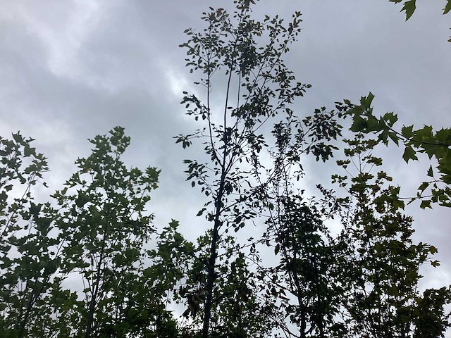 Krentenboom - parkboom - afbeelding 1 van  2