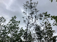 Krentenboom - parkboom - afbeelding 1 van  2