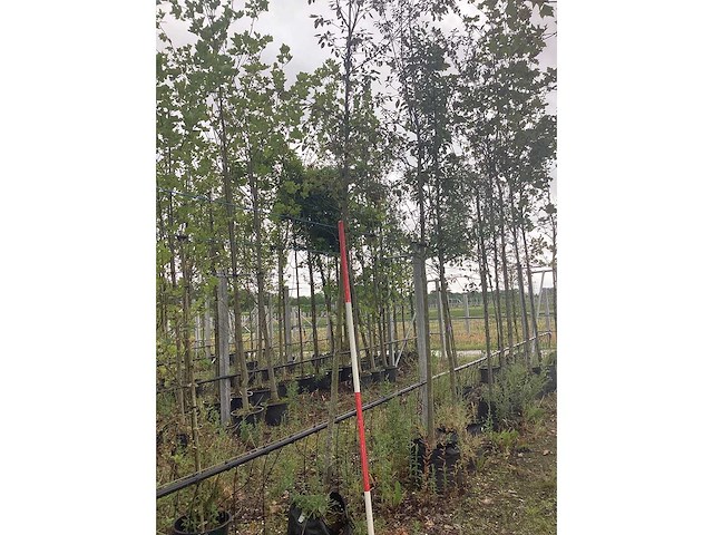 Krentenboom - parkboom - afbeelding 2 van  2