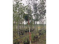 Krentenboom - parkboom - afbeelding 2 van  2