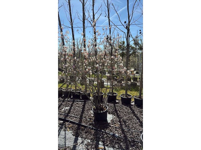 Krentenboom - sierbomen (2x) - afbeelding 2 van  2