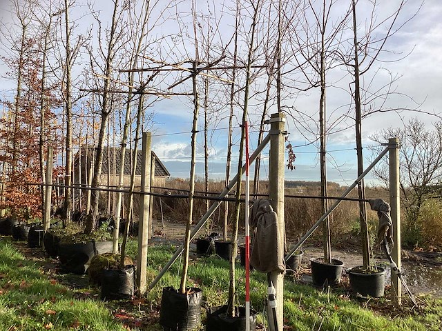 Krentenboom - sierboom - afbeelding 1 van  3