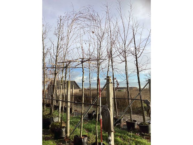 Krentenboom - sierboom - afbeelding 2 van  3