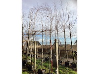 Krentenboom - sierboom - afbeelding 2 van  3