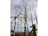 Krentenboom - sierboom - afbeelding 3 van  3