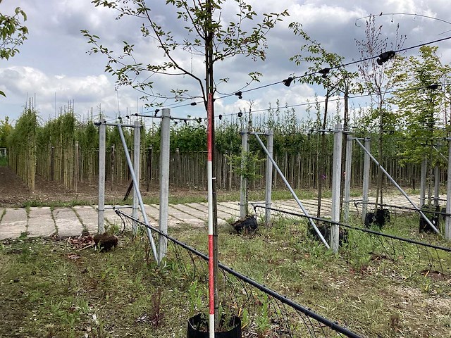 Krentenboom - sierboom - afbeelding 1 van  2