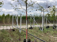 Krentenboom - sierboom - afbeelding 1 van  2