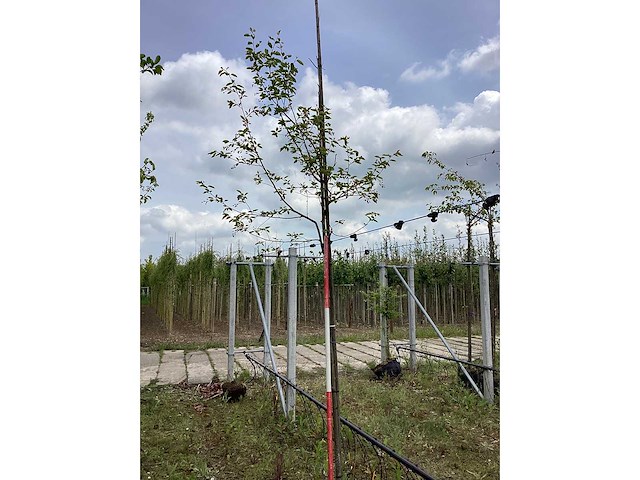Krentenboom - sierboom - afbeelding 2 van  2