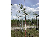 Krentenboom - sierboom - afbeelding 2 van  2
