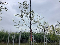 Krentenboom - sierboom - afbeelding 1 van  2