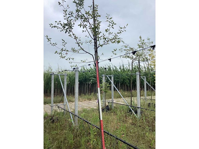 Krentenboom - sierboom - afbeelding 2 van  2