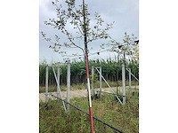 Krentenboom - sierboom - afbeelding 2 van  2