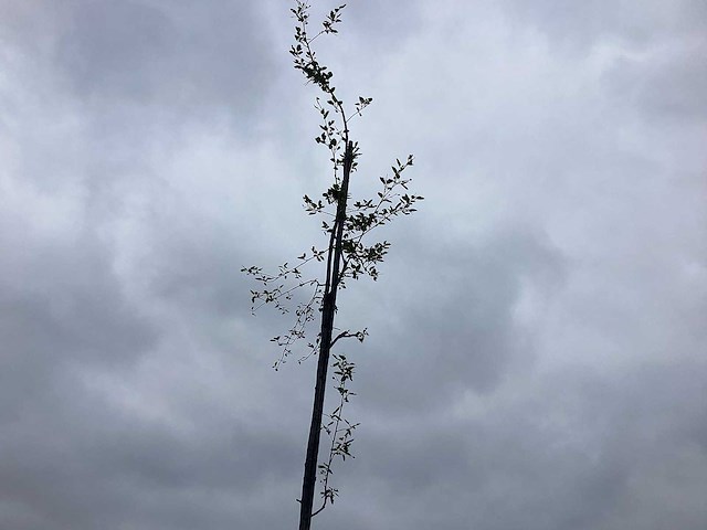 Krentenboom - sierboom - afbeelding 1 van  2