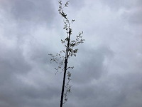 Krentenboom - sierboom - afbeelding 1 van  2