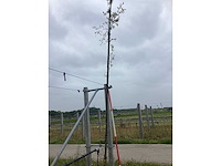 Krentenboom - sierboom - afbeelding 2 van  2