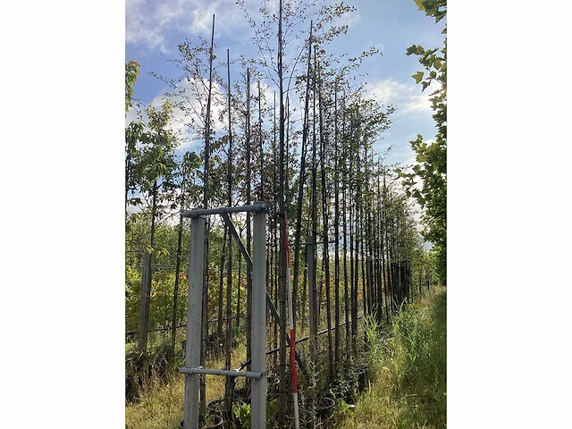 Krentenboom - sierboom - afbeelding 2 van  2