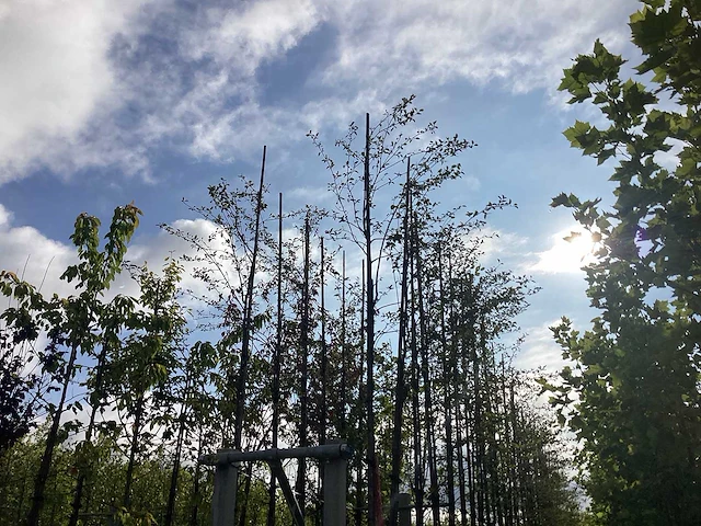Krentenboom - sierboom - afbeelding 2 van  2
