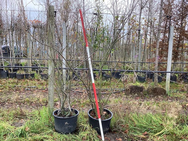 Krentenboom - vormboom (2x) - afbeelding 1 van  2