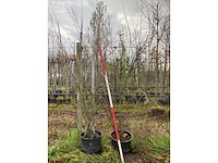 Krentenboom - vormboom (2x) - afbeelding 2 van  2