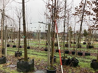 Krentenboom - vormboom - afbeelding 1 van  3