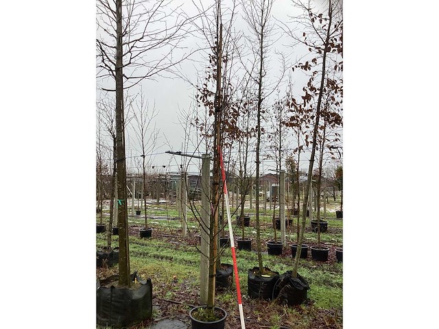 Krentenboom - vormboom - afbeelding 2 van  3