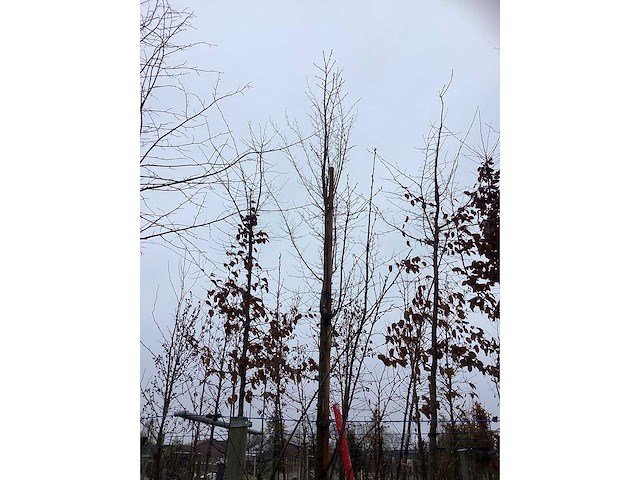 Krentenboom - vormboom - afbeelding 3 van  3