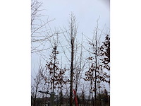 Krentenboom - vormboom - afbeelding 3 van  3