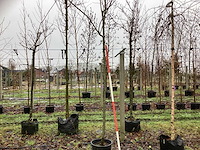 Krentenboom - vormboom - afbeelding 1 van  3