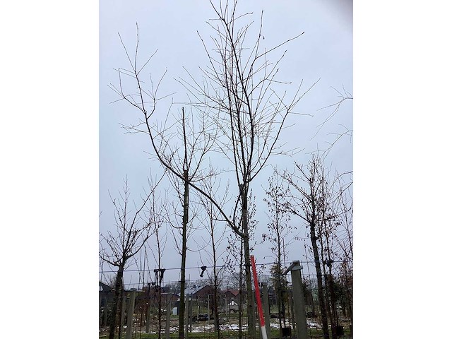 Krentenboom - vormboom - afbeelding 2 van  3