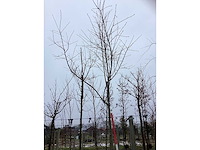 Krentenboom - vormboom - afbeelding 2 van  3