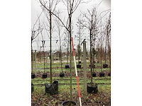 Krentenboom - vormboom - afbeelding 3 van  3