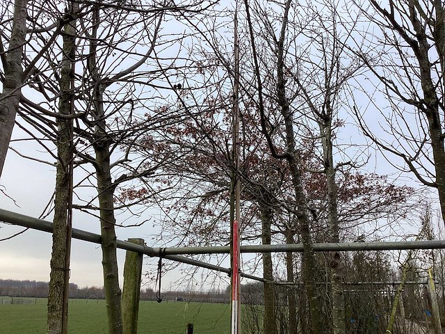 Krentenboom - vormboom - afbeelding 1 van  2