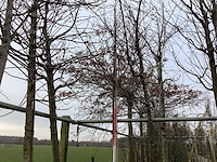 Krentenboom - vormboom