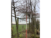 Krentenboom - vormboom - afbeelding 2 van  2